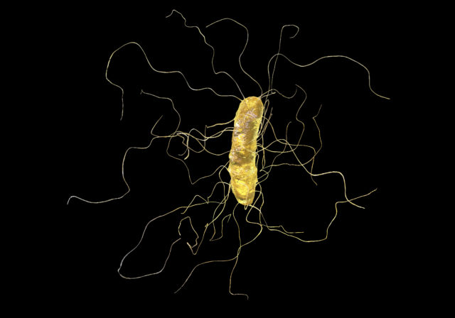 Clostridium difficile 박테리아