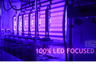 100 Percent LED Focus