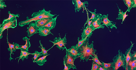 蛍光顕微鏡細胞イメージング
